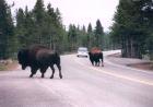 thumbs/buffalos.jpg